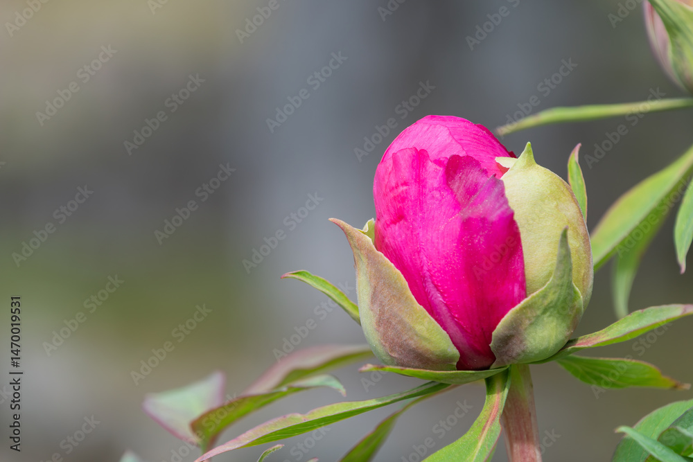 蕾の芍薬(シャクヤク) 蕾の芍薬(シャクヤク)