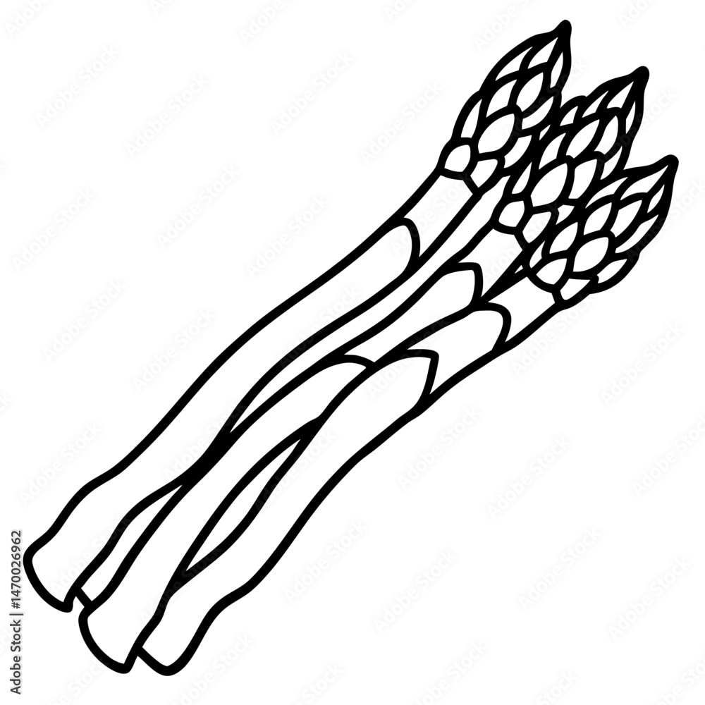 Obraz premium Asparagus line art vector