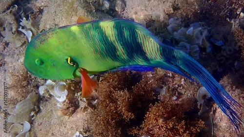 Male of broom-tail wrasse (Cheilinus lunulatus) inspecting coral reefs of the Red Sea, it belongs to family Labridae. Here is big fish with crescent-shaped spot on gill cover and long tail like broom