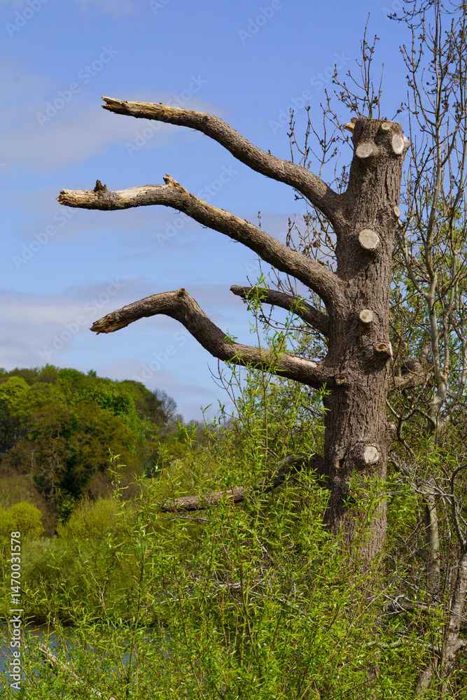 Obraz premium Old gnarled tree with sawn off branches surrounded by green foliage.