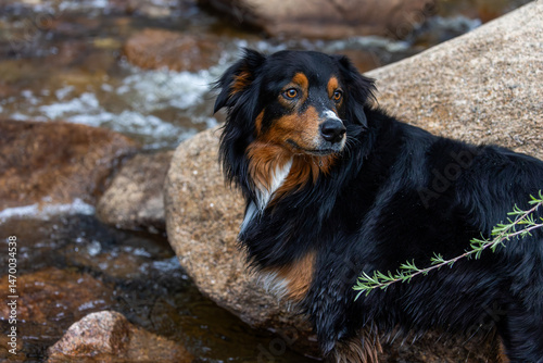 A wet Australian Shepherd with a glossy black coat and tan markings stands alertly against a backdrop of smooth granite rocks and a rushing rive