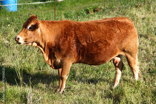 vaca