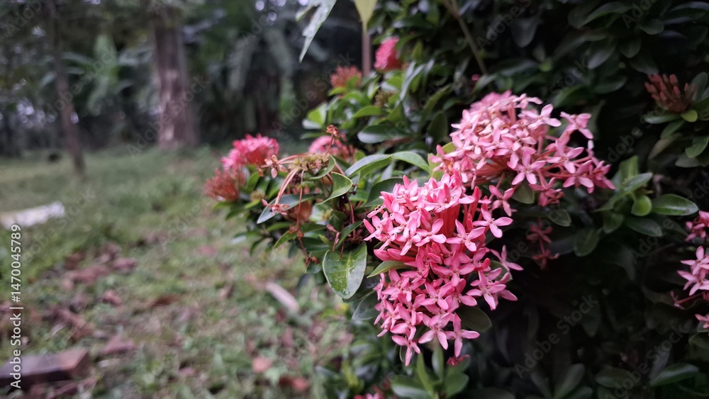 Obraz premium Blooming Pink Ixora Flowers with Green Leaves – Tropical Garden Plant in Natural Light, Perfect for Nature, Floral, and Landscaping Projects