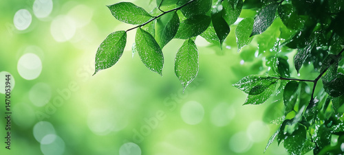 Green leaves in sunlight, Fresh green leaves, Green leaves background, Fresh green grass, green grass background, green leaves in sunlight, green grass background, Green background.
