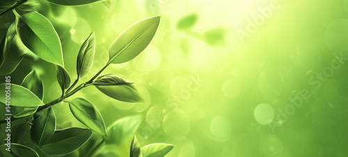 Green leaves in sunlight, Fresh green leaves, Green leaves background, Fresh green grass, green grass background, green leaves in sunlight, green grass background, Green background.