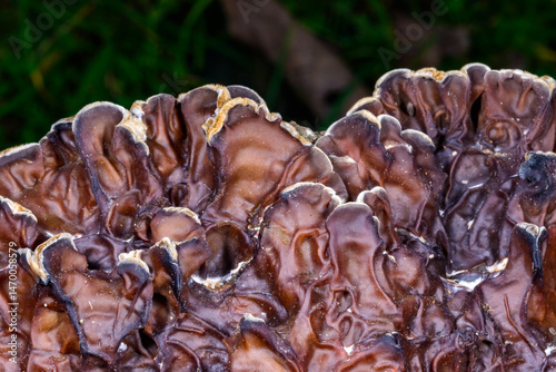 Auricularia mesenterica - saprophytic fungus growing on an old tree stump, Ukraine photo