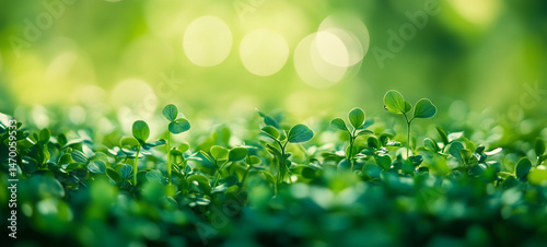 Green leaves in sunlight, Fresh green leaves, Green leaves background, Fresh green grass, green grass background, green leaves in sunlight, green grass background, Green background.