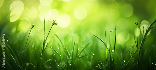 Green leaves in sunlight, Fresh green leaves, Green leaves background, Fresh green grass, green grass background, green leaves in sunlight, green grass background, Green background.