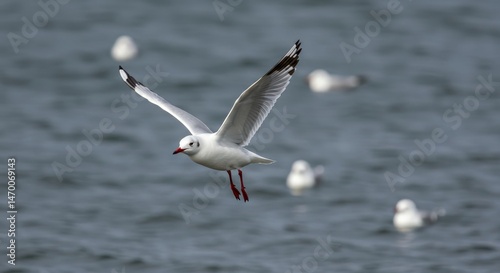 Graceful Gull in Flight Over Water - A single white gull with black wingtips soars effortlessly over a dark blue sea. Freedom, nature, wildlife, serenity, flight are symbolized