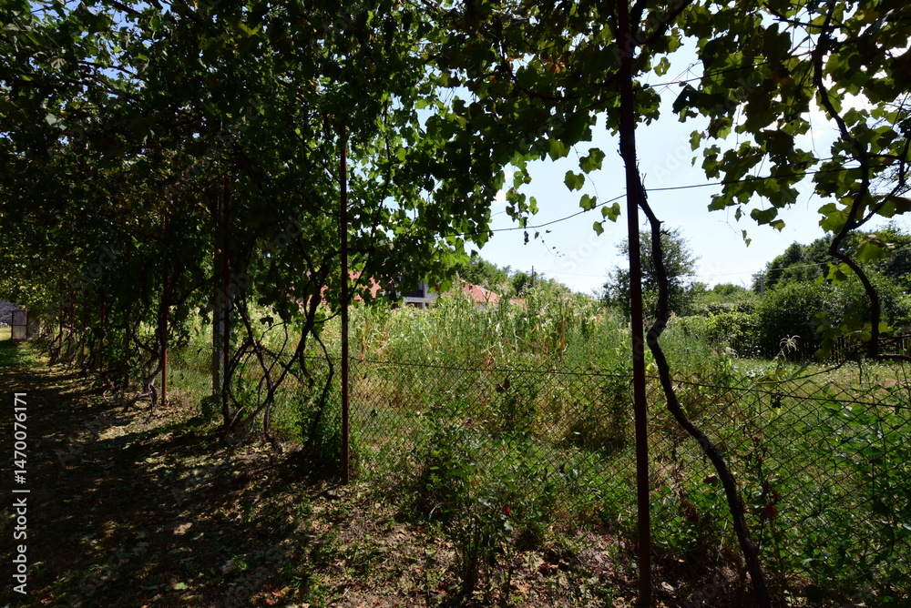 Fototapeta premium trees in the park