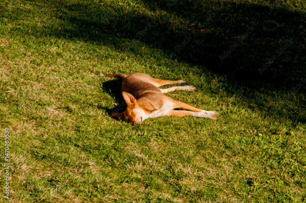 Fototapeta premium dog in the park