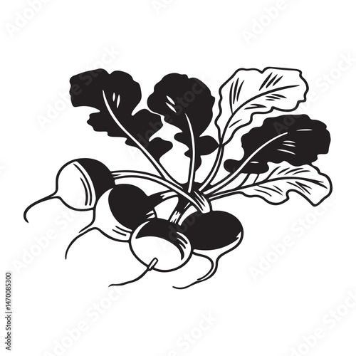 fresh radish vegetable