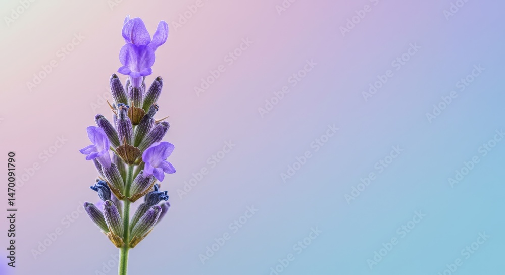 Obraz premium Single Lavender Bloom Soft Pastel Background - Delicate lavender flower, symbolizes purity, serenity, tranquility, calmness, and healing. A perfect for relaxation and wellness themes