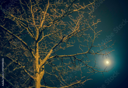 The nighttime tree