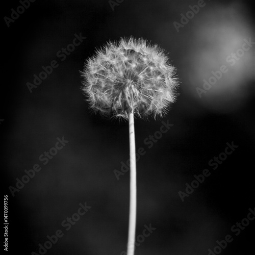 dandelion seed head