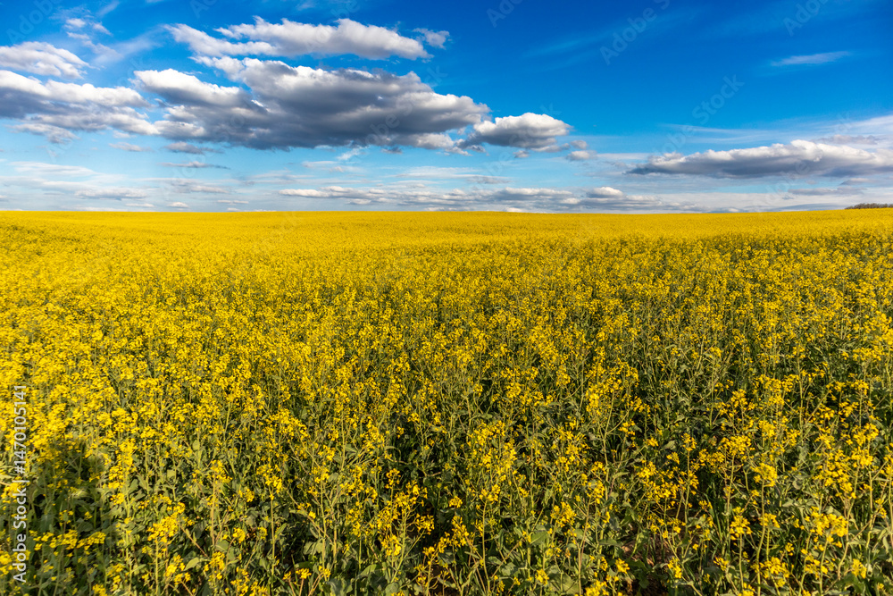 Fototapeta premium A vast expanse of yellow flowers stretches across the landscape beneath a clear blue sky dotted with fluffy clouds during the day