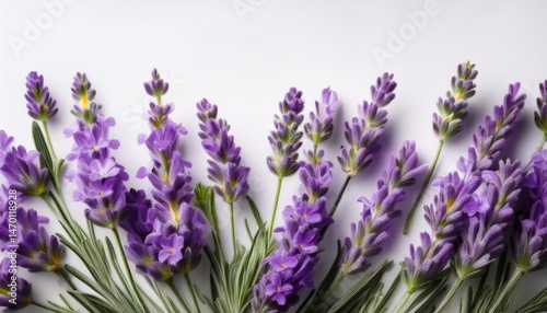 Lavender flower purple blossom aromatic herb fresh plant white background natural border floral frame spring relaxation calming beauty twig