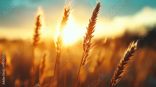 A close-up view of delicate wheat stalks glistening in the warm light of sunset, capturing the intricate details and golden hues that evoke feelings of peace and nostalgia.