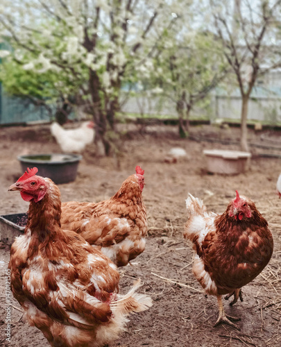 Chicken is a poultry for the production of meat and eggs on the farm