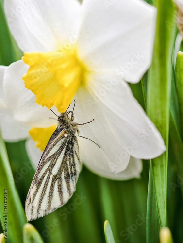 A large white cabbage butterfly on a narcissus flower