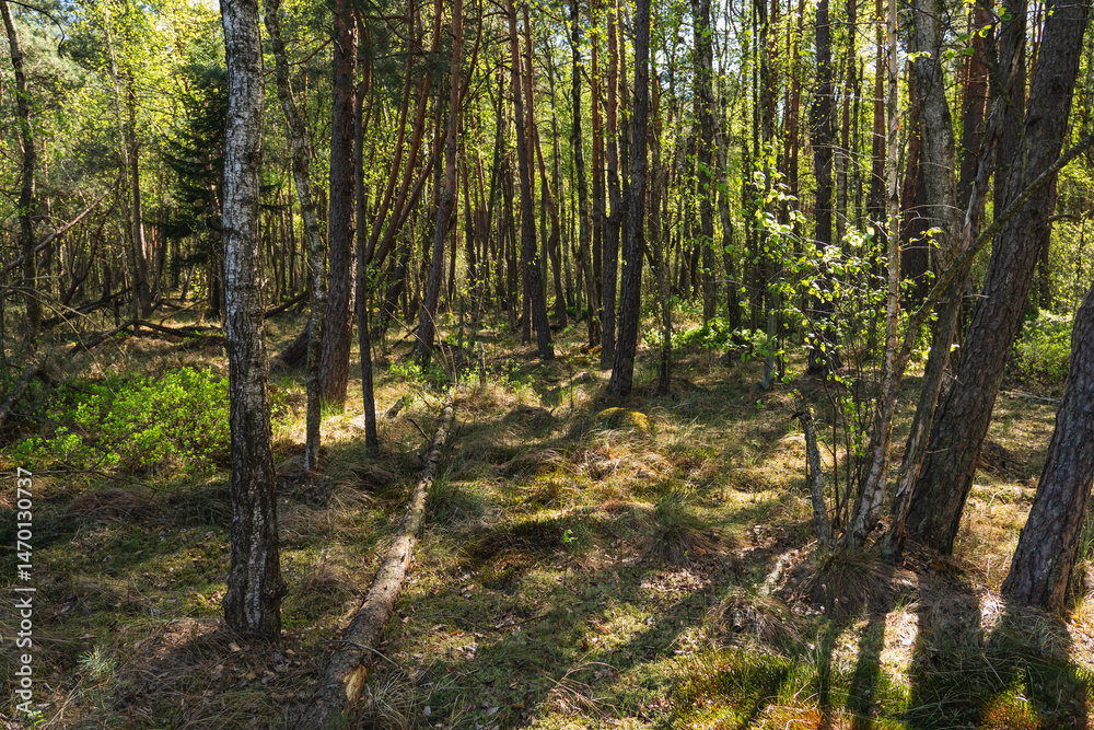 Obraz premium natural landscape with old trees lying on the ground