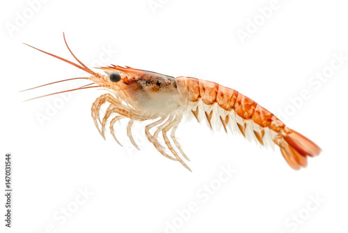 Wallpaper Mural shrimp isolated on white Torontodigital.ca