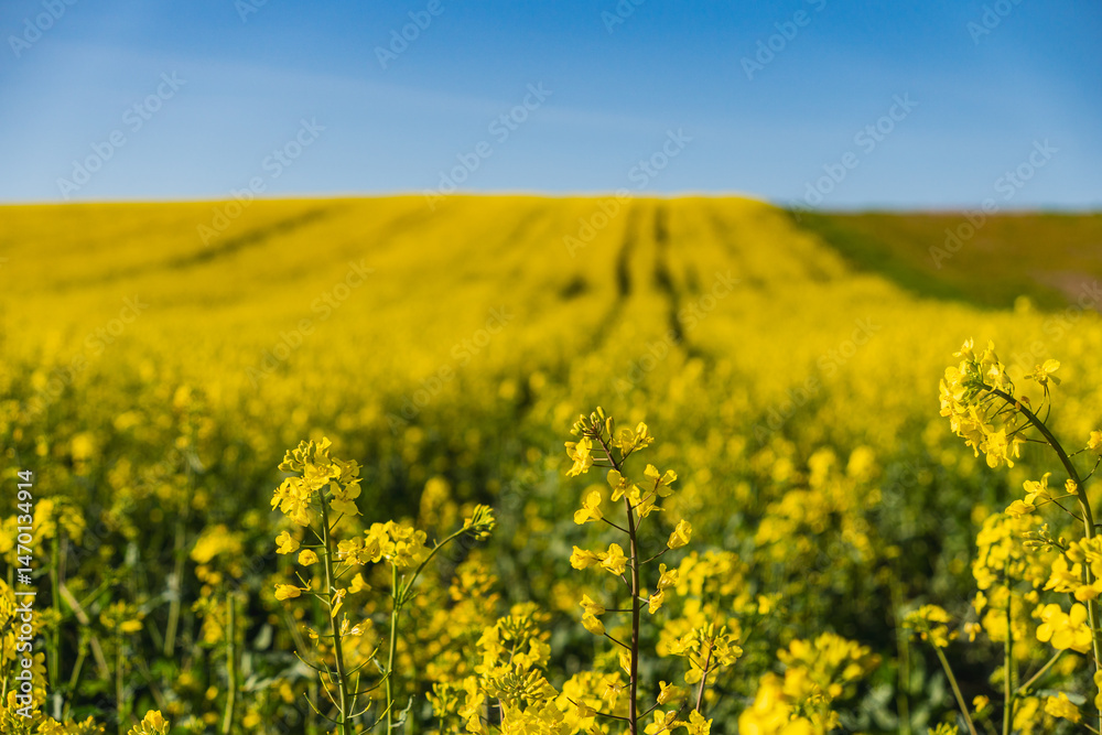 Obraz premium Fields of yellow rapeseed in early spring under a blue sky