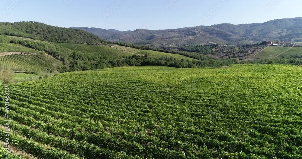 Aerial Drone View of Chianti Classico Vineyards with Black Rooster Symbol in Tuscany, Italy