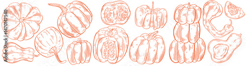 Pumpkin hand drawn sketch set. Fresh vegetable clip art in orange color. Make use for branding or packaging design. Doodle Vintage style vector illustration with detailed line art. Vector illustration