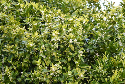 Flor de larajeira e tangerineira