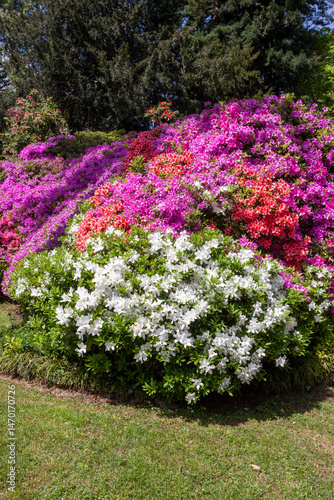 azaleas (Rhododendron spp.) in full bloom, featuring vibrant clusters of white, pink, and purple flowers. 