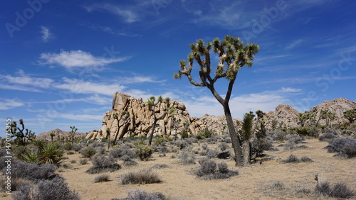 фотографія Joshua tree standing erect in foreground of landscape covered in boulders