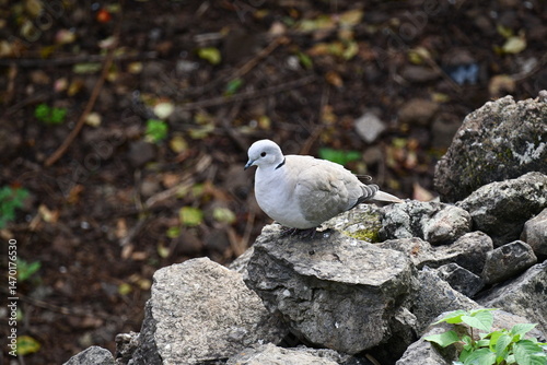 Pombo-torcaz, ilha da Madeira