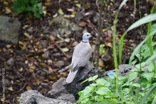 Pombo-torcaz, ilha da Madeira