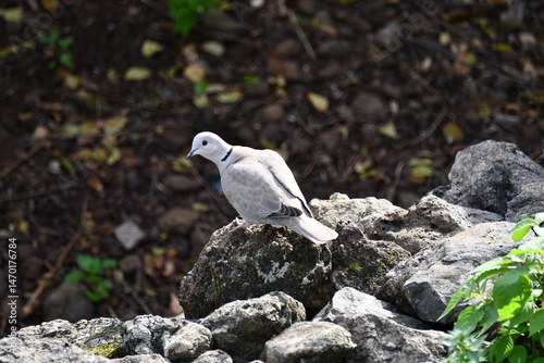 Pombo-torcaz, ilha da Madeira