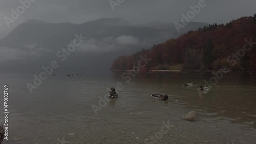 Night foggy landscape with wild Mallard ducks swimming in lake Bohinj in Slovenia