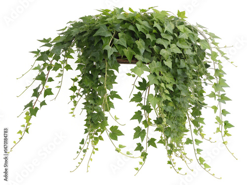 green leafy plant, hanging vines, trailing foliage, lush, verdant, organic, natural, high quality,