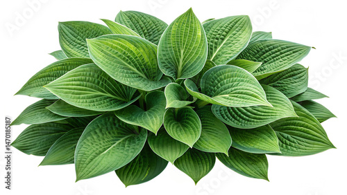 A lush, vibrant plant with large, overlapping green leaves, showcasing intricate patterns