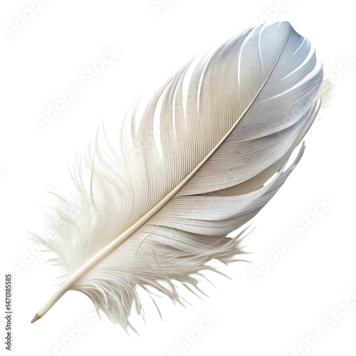 feather isolated on white background