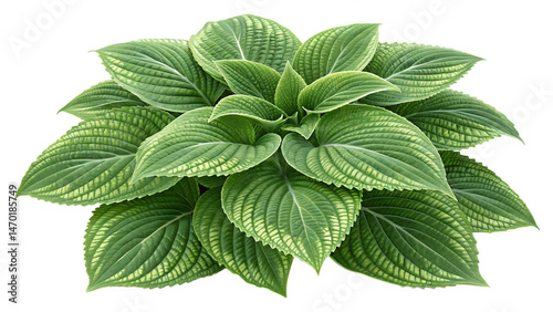 A lush, vibrant plant with large, overlapping green leaves, showcasing intricate patterns