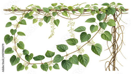 green leaves on white background
