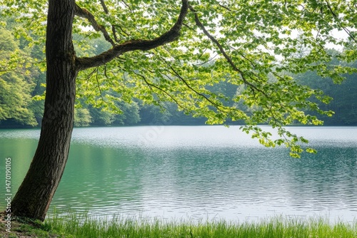 Lush lake scenery with a tree photo