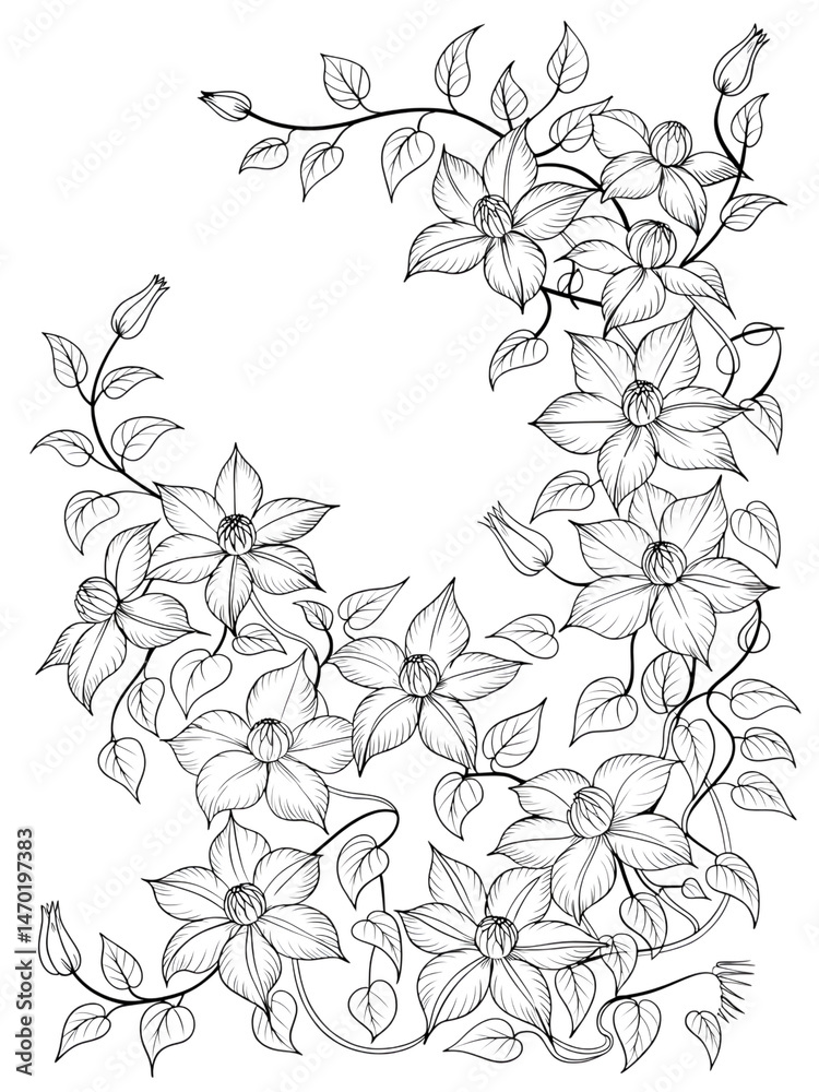 Fototapeta premium Clematis Vine Line Art: An elegant line drawing of a clematis vine, showcasing delicate flowers and leaves in a graceful arrangement.