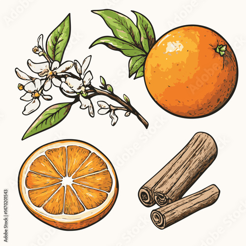 Hand Drawn Orange Fruit Composition With Cinnamon And Flowers Botanical Illustration