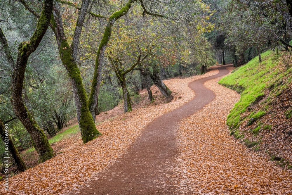Fototapeta premium Winding Trail Through Autumn Woods
