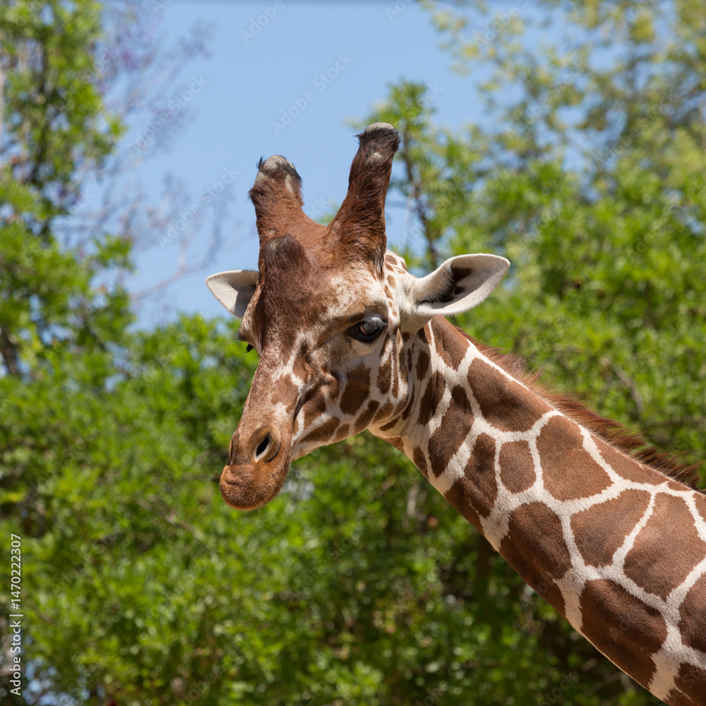 Fototapeta premium Graceful and beautiful animal giraffe