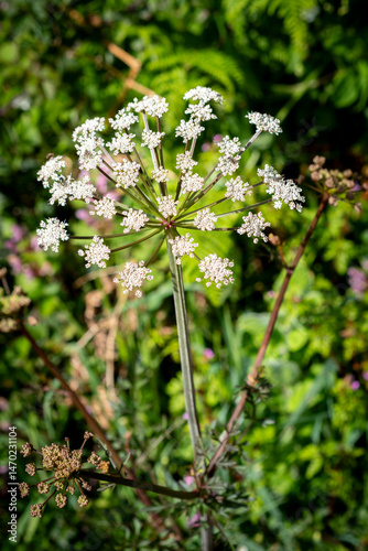 close up of Heracleum sphondylium, also known as hogweed, blooming in a sunny wildflower meadow with vibrant green background