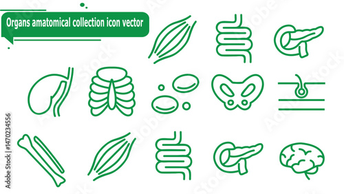  Organs amatomical collection icon vector