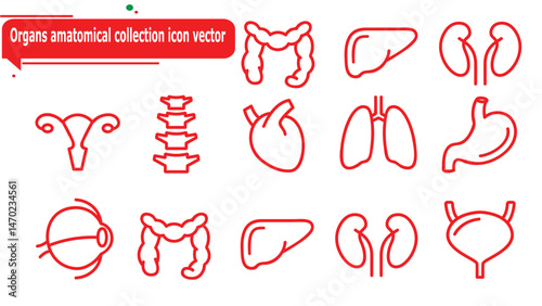  Organs amatomical collection icon vector