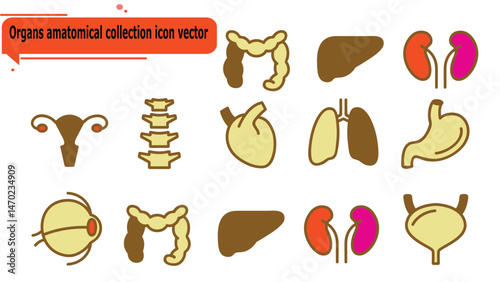  Organs amatomical collection icon vector
